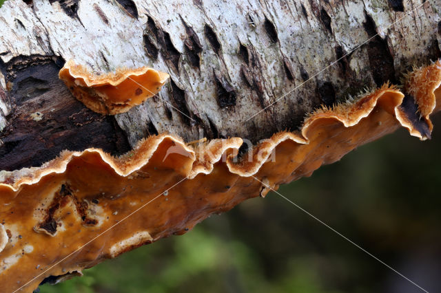 Hairy curtain crust (Stereum hirsutum)