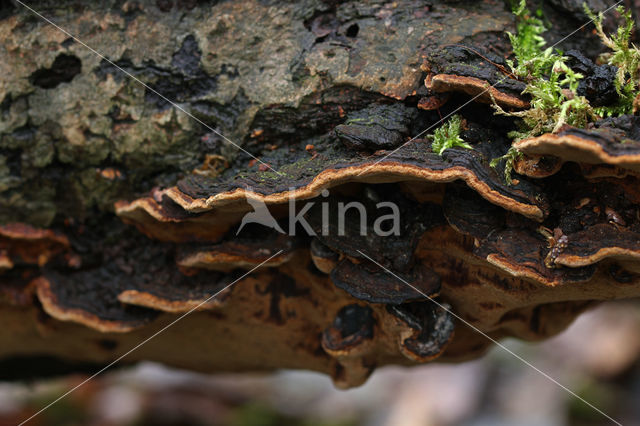 Bruinzwarte vuurzwam (Phellinus conchatus)