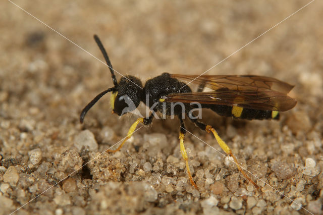 Groefbijdoder (Cerceris rybyensis)