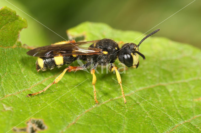 Groefbijdoder (Cerceris rybyensis)