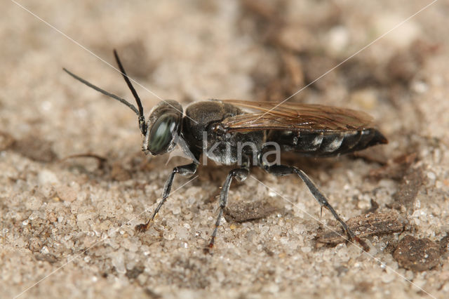 Tachysphex nitidus