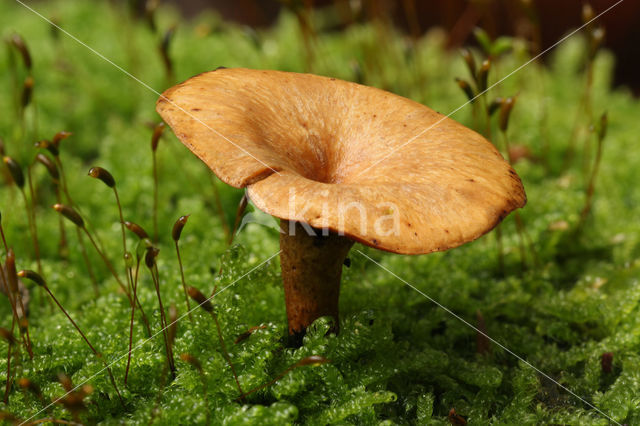 Waaierbuisjeszwam (Polyporus varius)