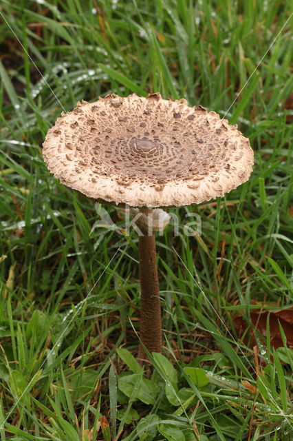 Grote parasolzwam (Macrolepiota procera)