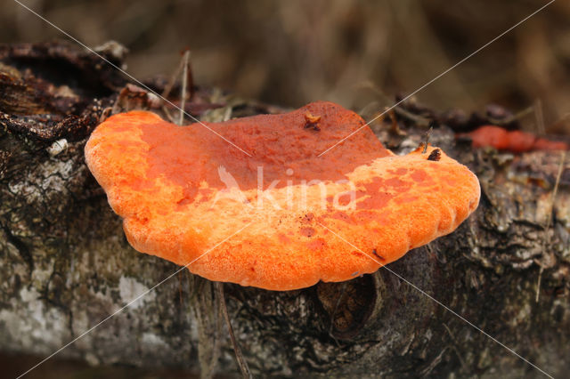 Cinnabar Bracket (Pycnoporus cinnabarinus)