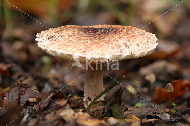 Gegordelde parasolzwam (Lepiota brunneoincarnata)