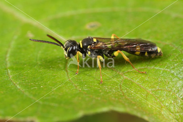 Mellinus arvensis