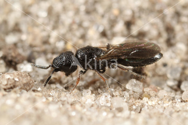 Sparasion cephalotes