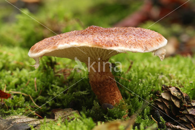 Bolete (Boletinus cavipes)