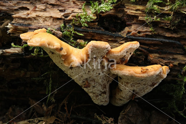 Blushing Rosette (Abortiporus biennis)