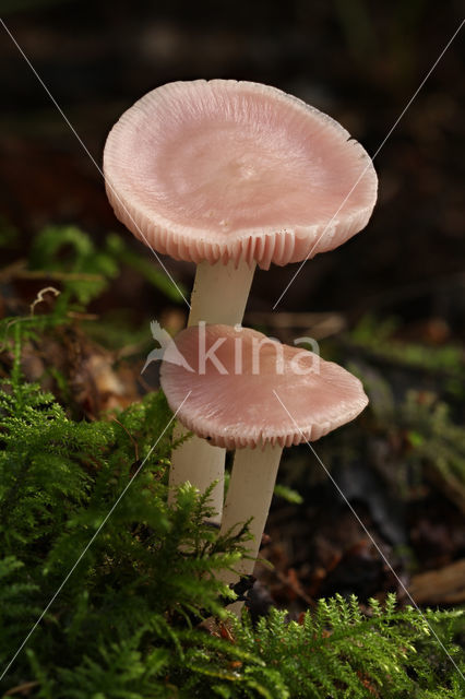 Rosy Bonnet (Mycena rosea)
