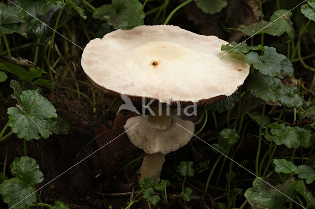 Horse Mushroom (Agaricus arvensis)