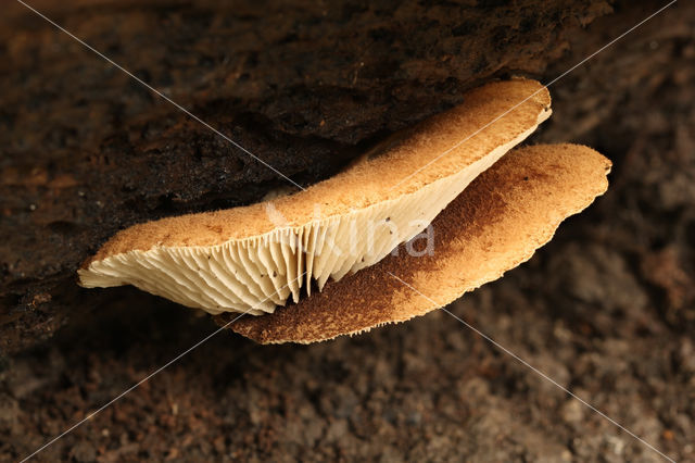 harig saffraanoorzwammetje (Crepidotus crocophyllus)