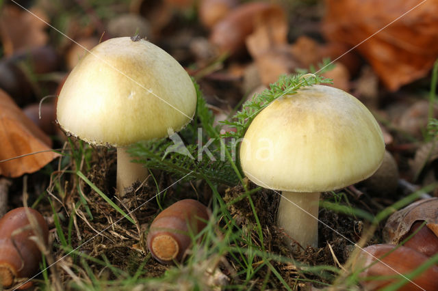 Death Cap (Amanita phalloides)