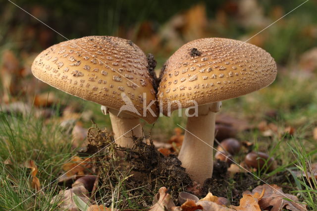 Parelamaniet (Amanita rubescens)