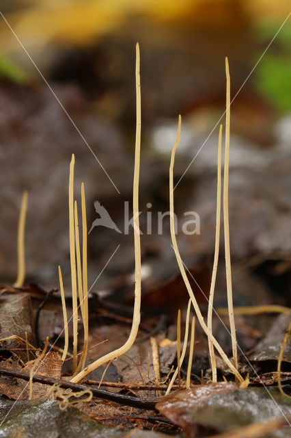 Draadknotszwam (Macrotyphula juncea)