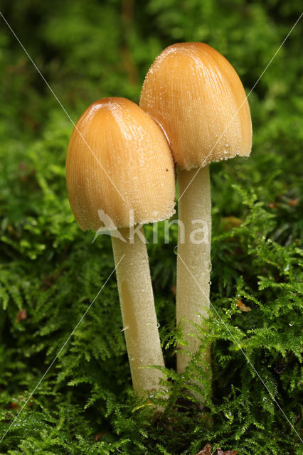 Gewone glimmerinktzwam (Coprinus micaceus)