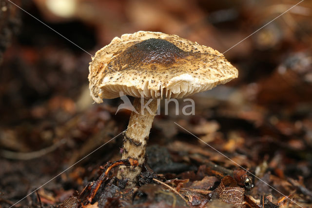 Grijsgroene parasolzwam (Lepiota griseovirens)