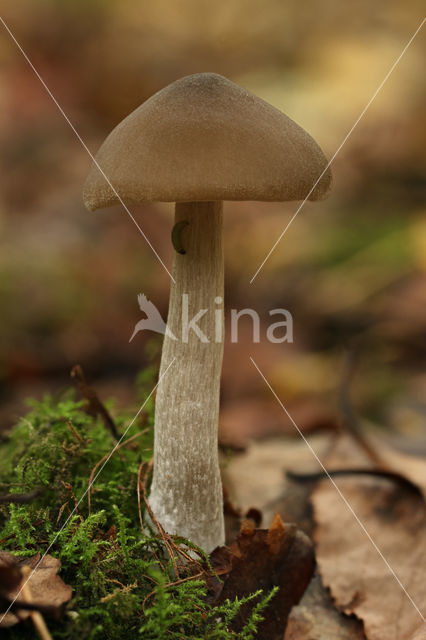 Grauwe bossatijnzwam (Entoloma rhodopolium)