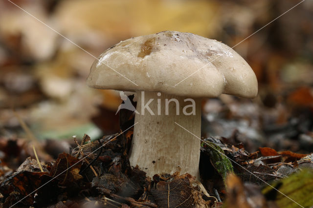 Nevelzwam (Clitocybe nebularis)