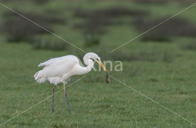 American Great White Egret