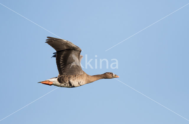 White-fronted goose (Anser albifrons)