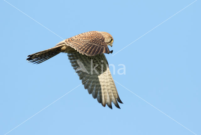 Common Kestrel (Falco tinnunculus)