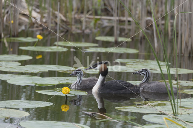 Great Crested Grebe (Podiceps cristatus)