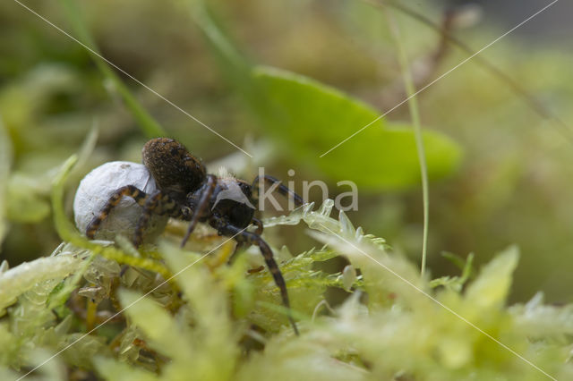 Arctosa leopardus