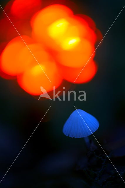 Lilac bonnet (Mycena pura)