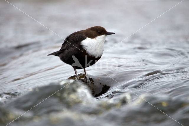 White-throated Dipper (Cinclus cinclus)