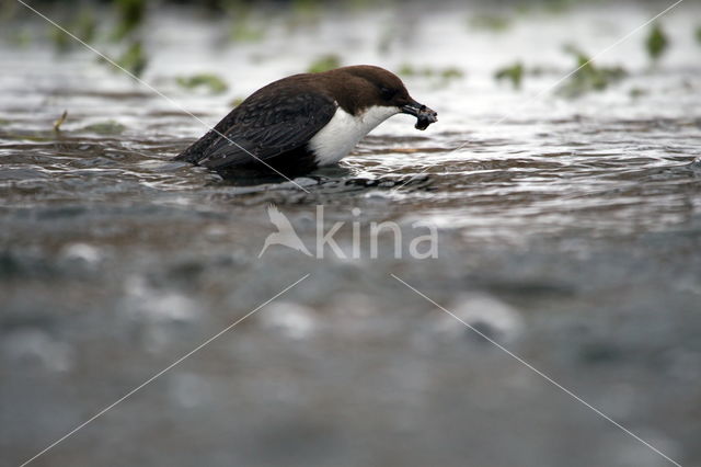 White-throated Dipper (Cinclus cinclus)