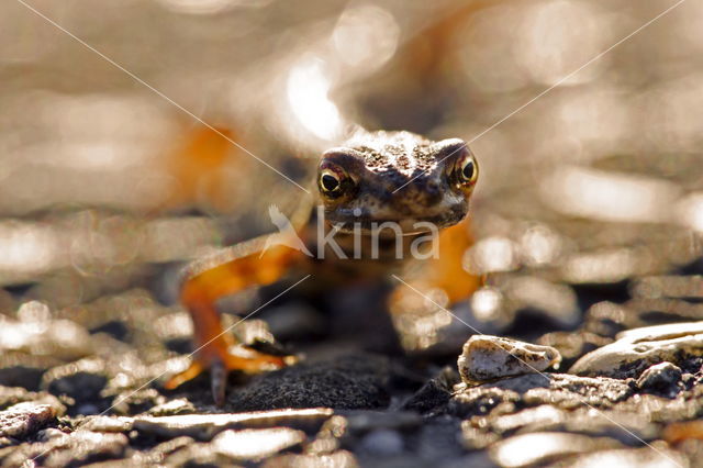 Salamander (Caudata)