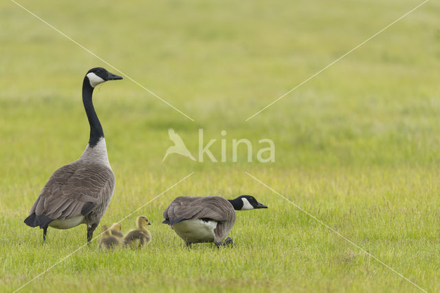 Canada Goose (Branta canadensis)