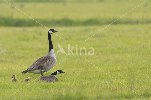 Canadese Gans (Branta canadensis)