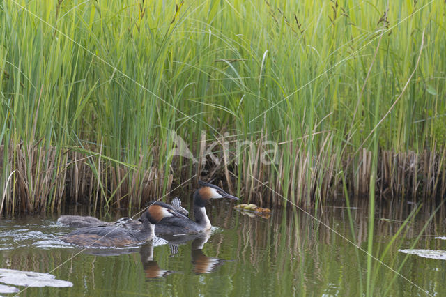 Great Crested Grebe (Podiceps cristatus)