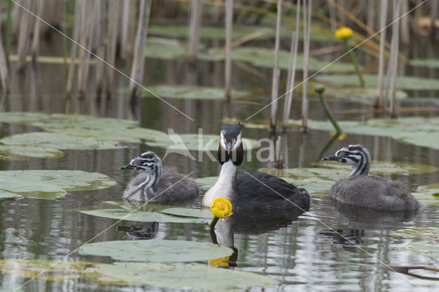 Great Crested Grebe (Podiceps cristatus)