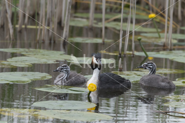 Great Crested Grebe (Podiceps cristatus)