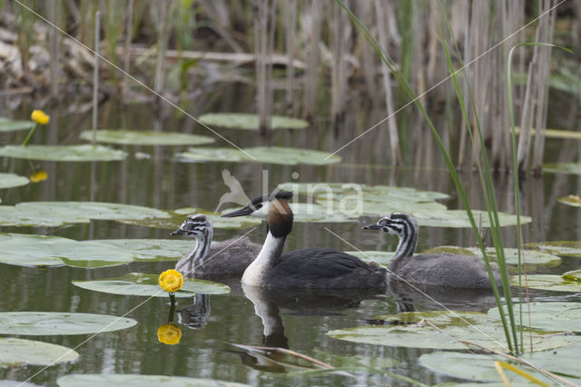 Great Crested Grebe (Podiceps cristatus)