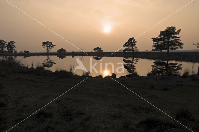 Grove den (Pinus sylvestris)