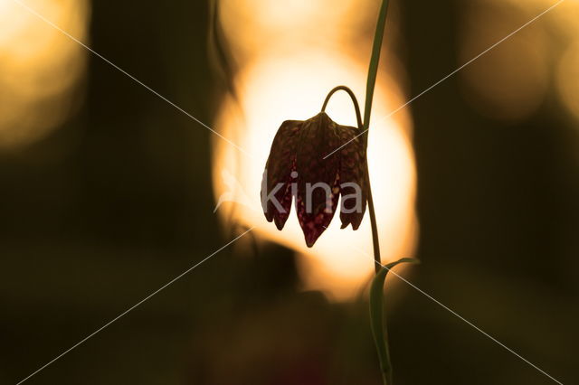 Kievitsbloem (Fritillaria spec)