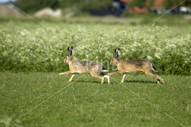 Fluitekruid (Anthriscus sylvestris)