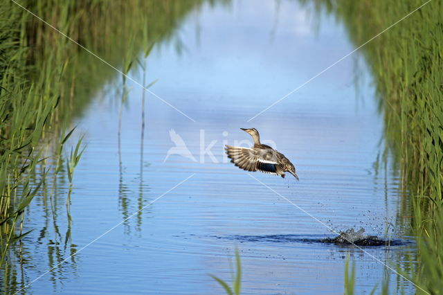 Wilde Eend (Anas platyrhynchos)