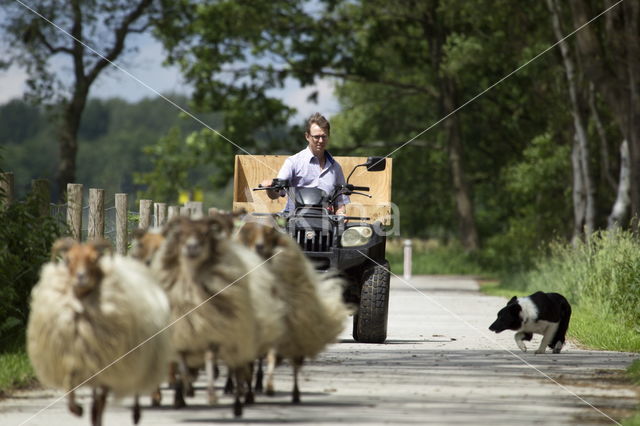 Drents heideschaap (Ovis orientalis aries)