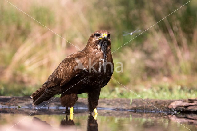 Buizerd (Buteo buteo)