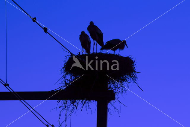 White Stork (Ciconia ciconia)