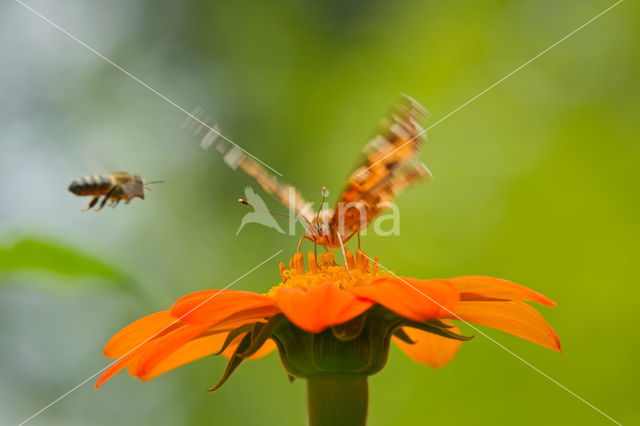 Distelvlinder (Vanessa cardui)