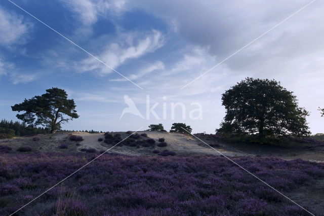 Grove den (Pinus sylvestris)