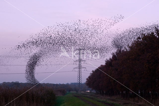 European Starling (Sturnus vulgaris)