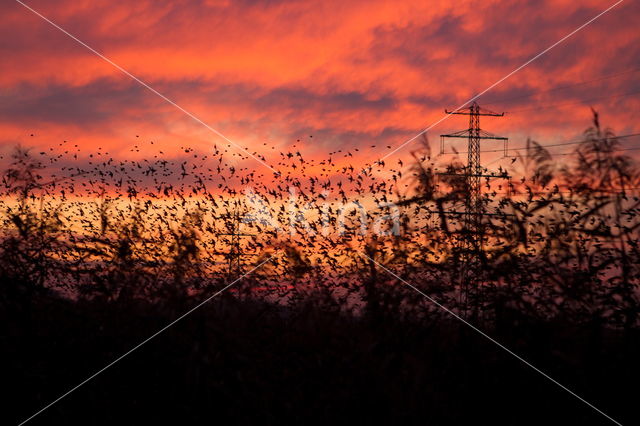 European Starling (Sturnus vulgaris)