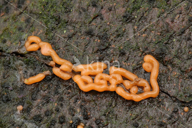 Wormvormig goudkussentje (Perichaena vermicularis)